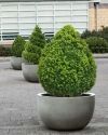 Florence Low Round Lightweight Concrete Planters - Image 2