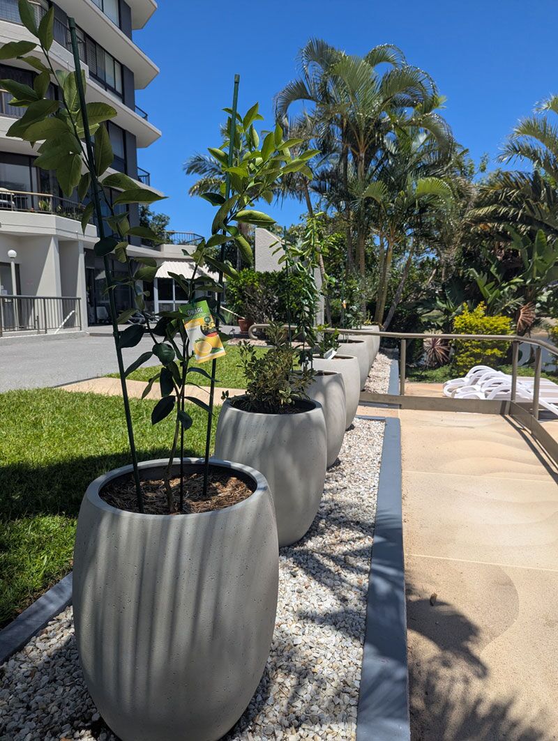 Dwarf lemon trees and ornamental shrubs freshly planted in the Bolla planters, with the second row of four visible stretching toward the building.