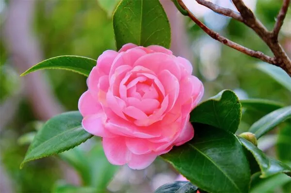 camellia flower