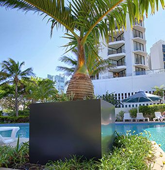 Potted Palm by pool in Cube Tree Planters