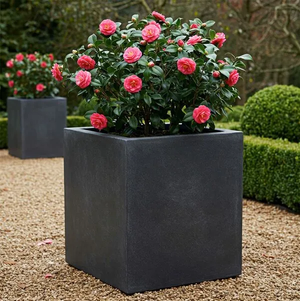 Growing Camellias in Containers: A Guide for Gardeners