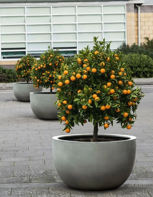 cherry tree bonsai Flowering Surinam Cherry Bonsai Tree (eugenia uniflora)