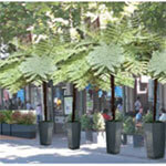 Outdoor Cafes — More Charming When Green and with Granite Planters