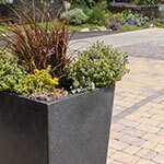 How to Grow and Maintain a Garden Pot Plant