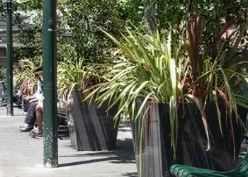 Considerations When Selecting Plants for Public Spaces