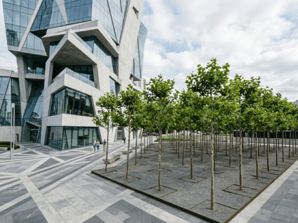 Ordered grid of trees contrasting with angular modern architecture.
