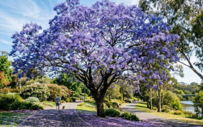 Growing Jacaranda Trees in Pots – A Jewel In The Landscape