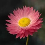 Going Native V: Using Native Flowers for Landscaping