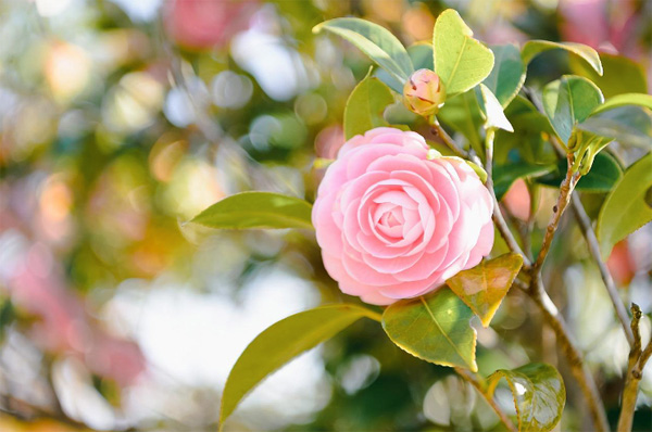 blooming pink camellia flower