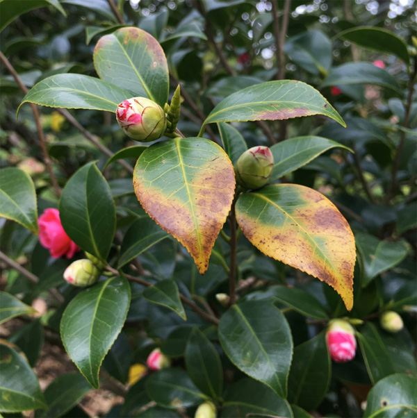 unhealthy camellia