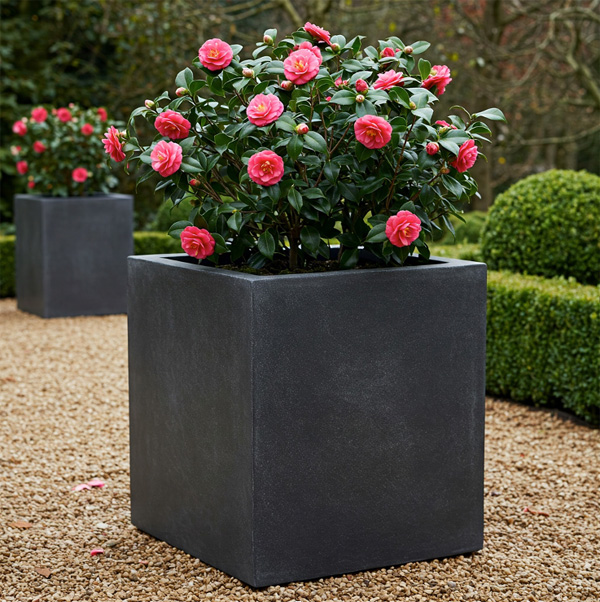 camellia in a large planter