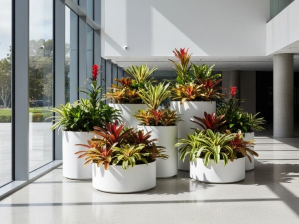 Grouped bromeliads in matching large planters in a contemporary commercial space.