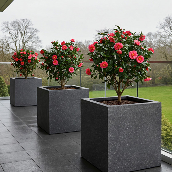 placing camellias in pots in the entryway