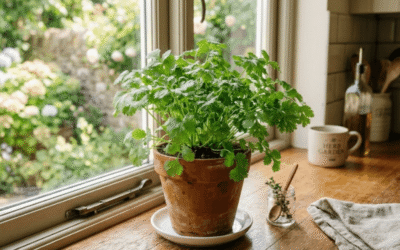 Growing Coriander in a Pot: It’s as Easy as ABC