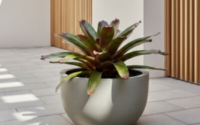 Growing Bromeliads in Pots: A Guide to Care & Vessel Selection