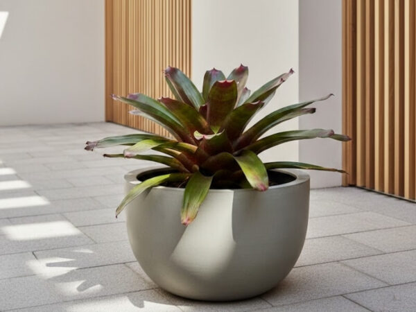 Sculptural bromeliad in a modern low planter within a minimalist contemporary courtyard.