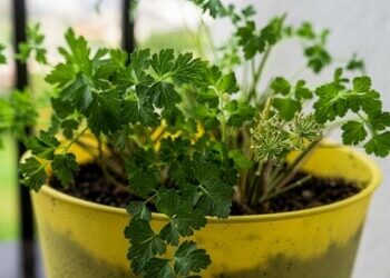 Growing Parsley in a Garden Pot