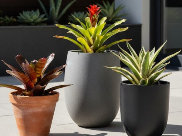 Bromeliads displayed in terracotta, concrete-look, and fibreglass planters in modern courtyard.