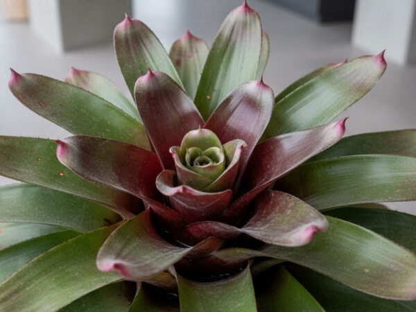 Close-up of bromeliad rosette showing central water cup and textured foliage.