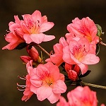 Growing Azaleas in Garden Pots: A Comprehensive Australian Guide