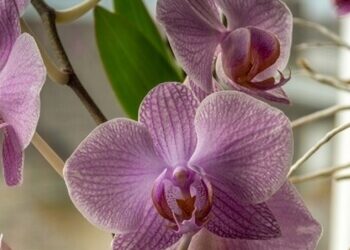 Growing Moth Orchids in Pots are a Great Attraction