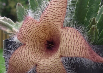 Carrion Flowers in Pots, a Unique Attraction