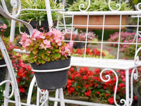 Trailing begonias growing in hanging baskets on a patio.