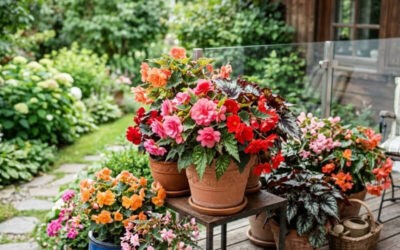 Brighten Up Your Home with Begonias in Pots