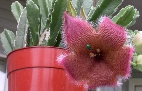 Carrion Flower in a Pot with a fly