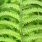 Growing Ferns in Pots: A Comprehensive Guide for Australian Gardeners