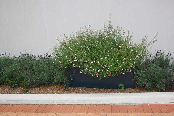 IOTA Fiberglass Trough Planters at Hospital entrance