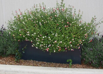 Fiberglass Planters Enhance St. John of God Hospital Garden