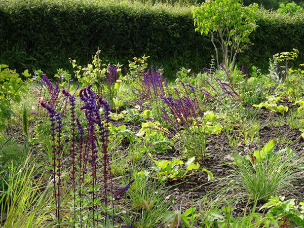 Salvia-Caradonna