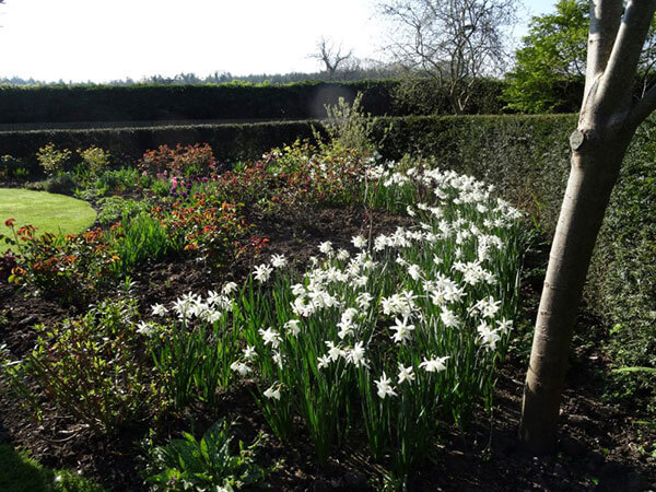 A sweep of Narcissus Jenny for a lady called Jenny. Somerset in April