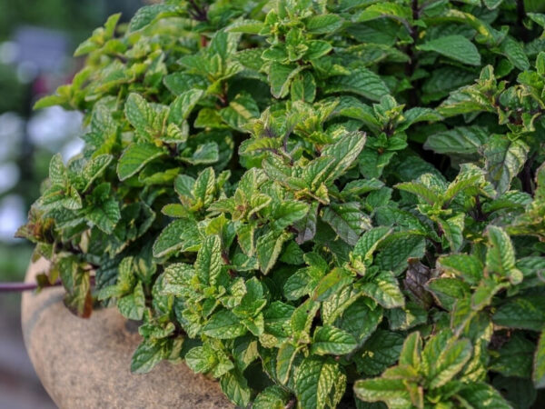 Close-up of aromatic herb leaves growing in a pot.