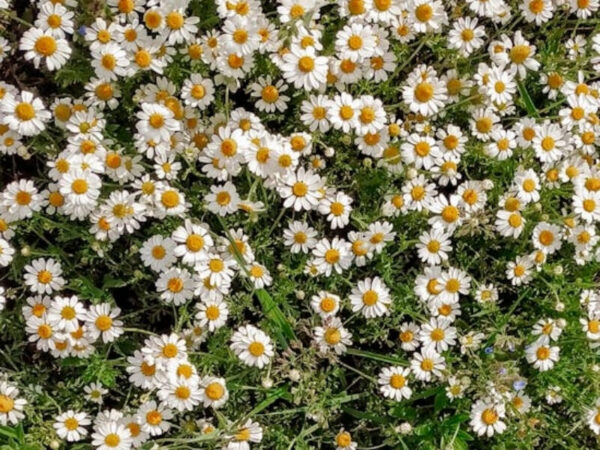 Chamomile (Matricaria chamomilla)