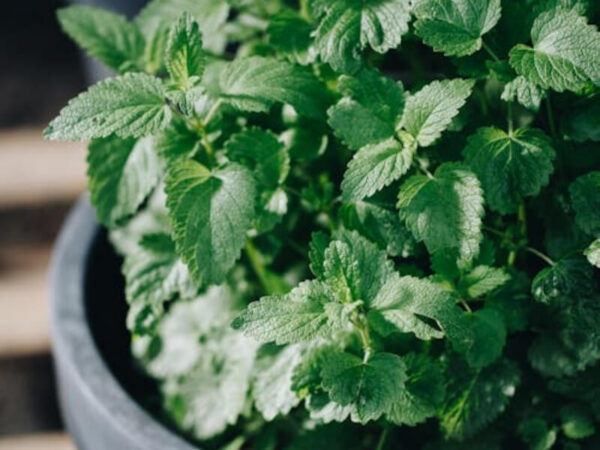 Lemon Balm (Melissa officinalis)