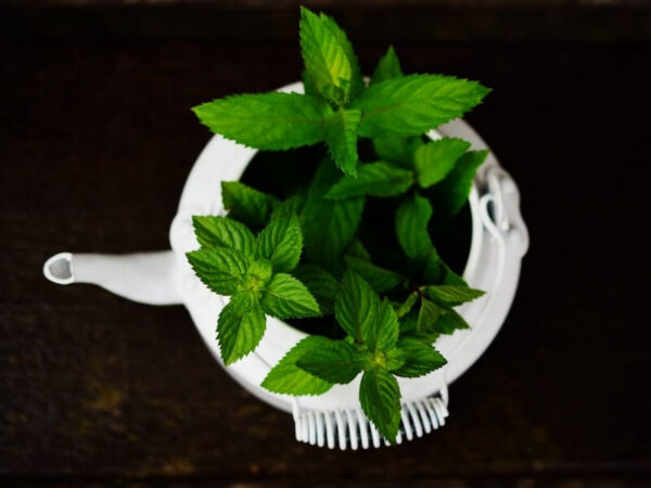 Peppermint (Mentha × piperita)