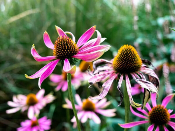 Purple Coneflower (Echinacea purpurea)