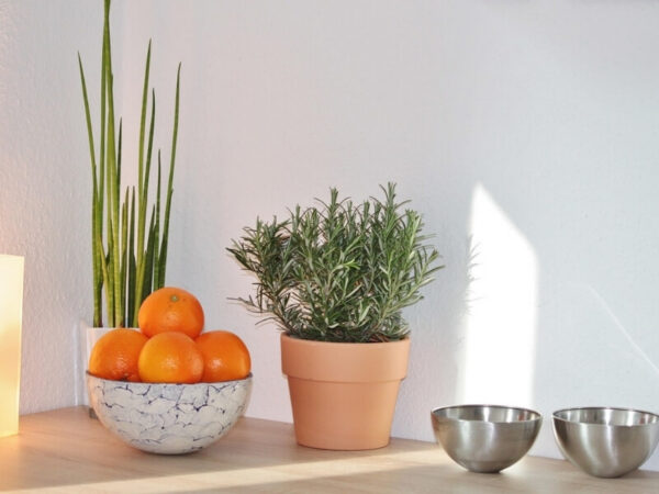 Medicinal herbs growing in pots on a kitchen windowsill.