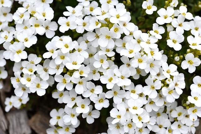 flowering-herbs