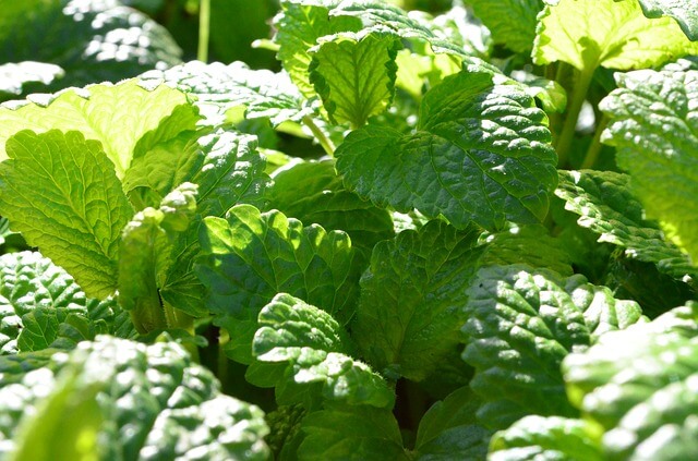 lemon-balm