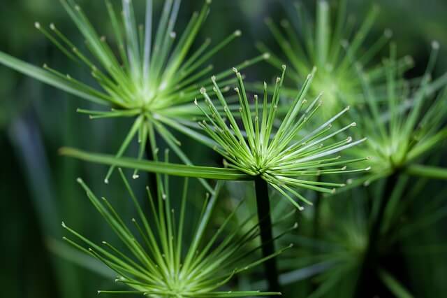 narrow-leaf-weeds-yellow-nutsedge