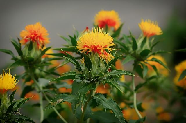 weeds-annuals