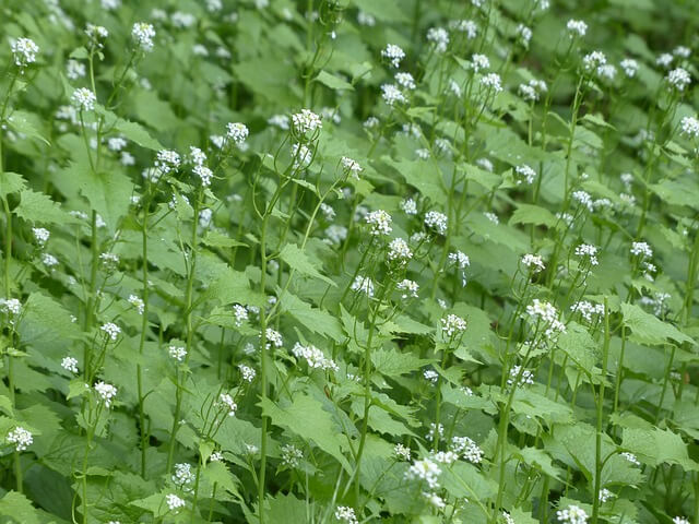 weeds-biennials