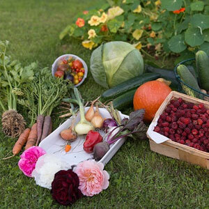 A Guide to Starting an Organic Garden