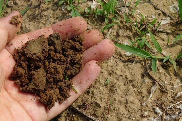 organic-soil