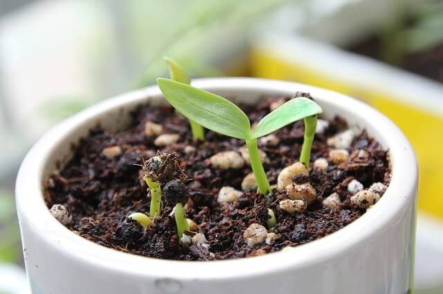 organic-transplanting