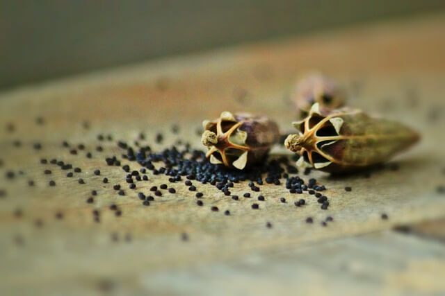 seed-starting
