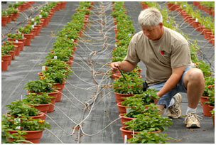 drip irrigation system for potted plant garden
